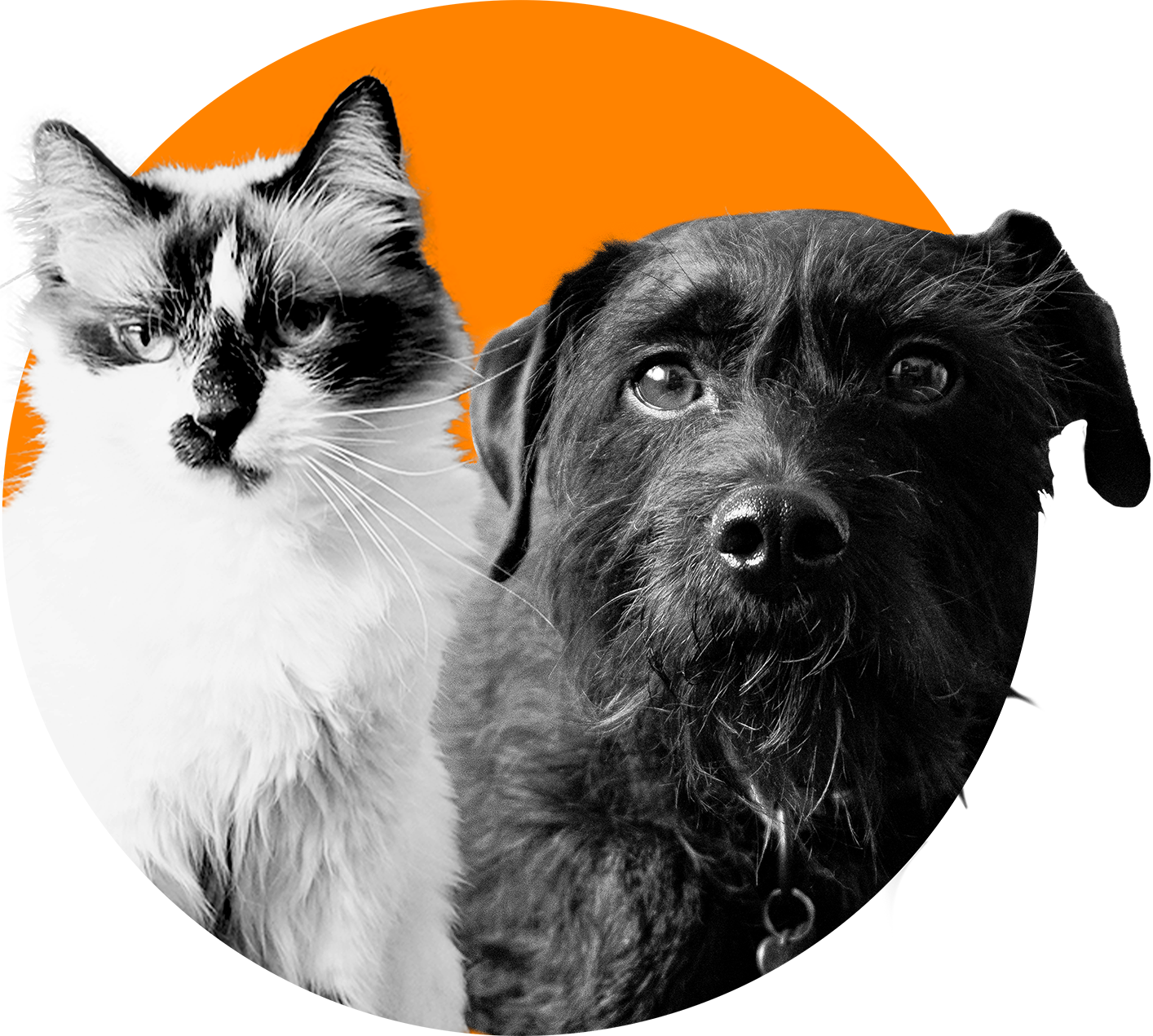 Pifty și Nutzi, mascotele Pinu Design — o pisică și un câine pe fundal portocaliu
